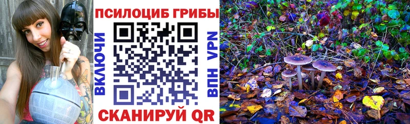 сколько стоит  Судак  Псилоцибиновые грибы Psilocybine cubensis 
